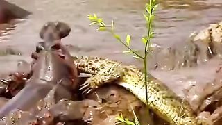 Horrifying crocodile being attacked by a hippo