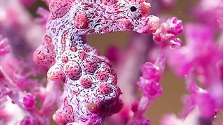 Lovely Seahorse