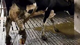 This is Pus! Poor Cow!!!