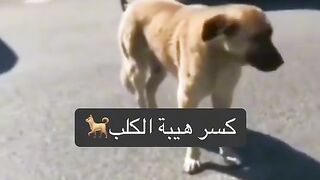 كسر هيبة الكلب