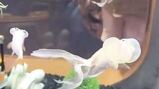 Googly Eyes Fish