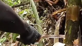 Bamboo water