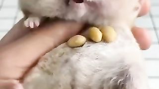 A very roomy hamster