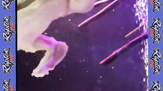 ikan piranha mukbang