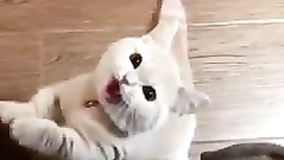 CUTE BABY CAT MEOW