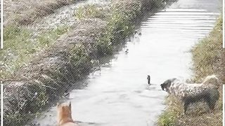 Duck & Dog Race