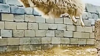 Flying Sheep