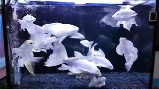 Fish in the tank