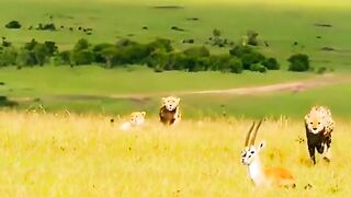 Hunting lion
