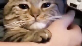 Cute Cats