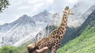 Zarafa vs Lion