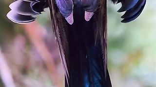 Amazing Wao Bird