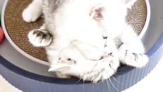 Entertainment video cutes cats