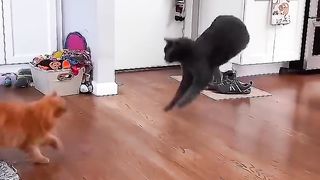 Cats cutecat.