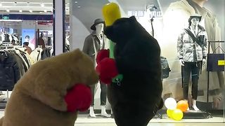 Cool bears