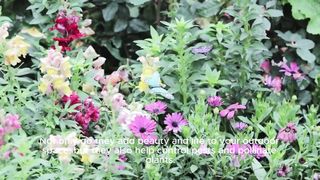 Creating a Bird-Friendly Garden: Tips for Attracting Feathered Friends