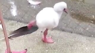 A baby flamingo learning how to stand on one leg.