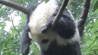 Pandas don't have particular sleeping spots often falling asleep wherever they are.
