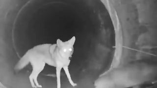 An unexpected duo, a coyote and a badger, traveling together through a tunnel under a highway.