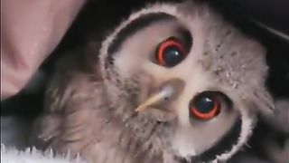 This baby owl ????????