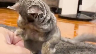 What animal is this?