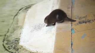 Baby beaver went swimming in the pool but his mother didn't let him swim ????