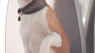 Jet Set Pooch: Navigating Air Travel with Your Canine Companion