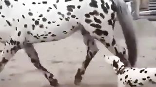 “Are you my mother?”