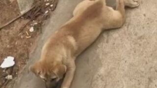 Thánh trolls 2024 | The Funniest and Cutest Dog Compilation of  | Funny Pet Videos