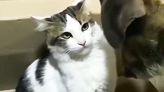 Cats cuteanim.
