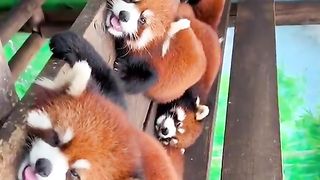 Red Pandas are so cute ❤️