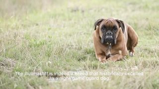 Night Watchmen The Bullmastiff revealed as an exceptional guard dog