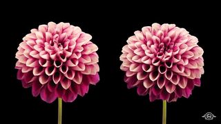 Beautiful flowers