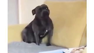 funny dogs vines -  funniest dogs and   cats - awesome funny pet animals videos #shorts