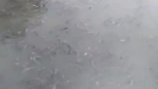 Jika ikan lele MENGGANTUNG dikolam TANAH, kocor air dulu, tebar probiotik, dan puasakan ikan