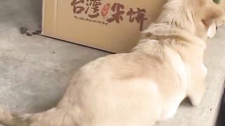 a dog that is so sleepy that it falls over