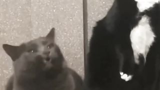 Приколи с животними.