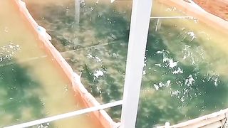 Agar kolam TANDON tidak ada JENTIK NYAMUK gmn caranya❓