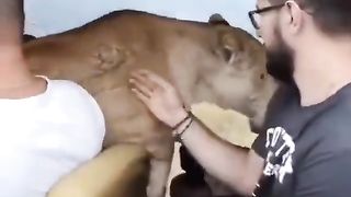 Amour bestial