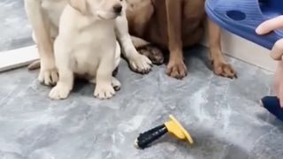 Mamma