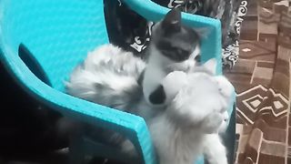 Two Sweet Lovely Cats....Enjoy what they are doing !!!