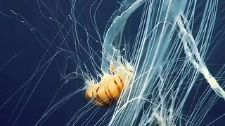 Fluffy Jellyfish