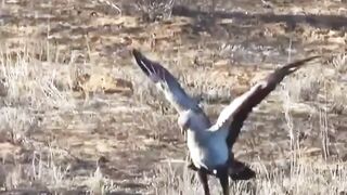 This bird balls better than some of yall