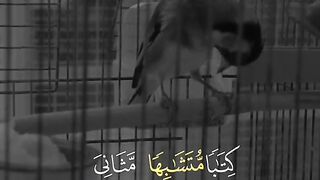 بسم الله ما شاء الله