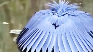 Nature Birds