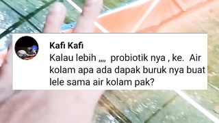 Jika pemberian PROBIOTIK berlebihan apakah berdampak ke ikan lele nya❓