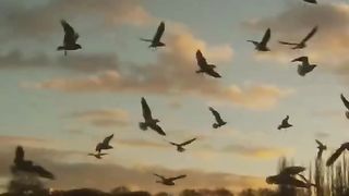 تلاوة رائعة