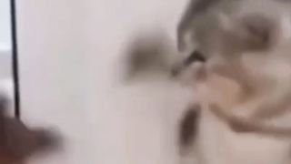 video funny