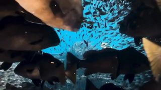 Underwater Culture