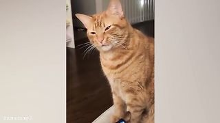 Funny cat